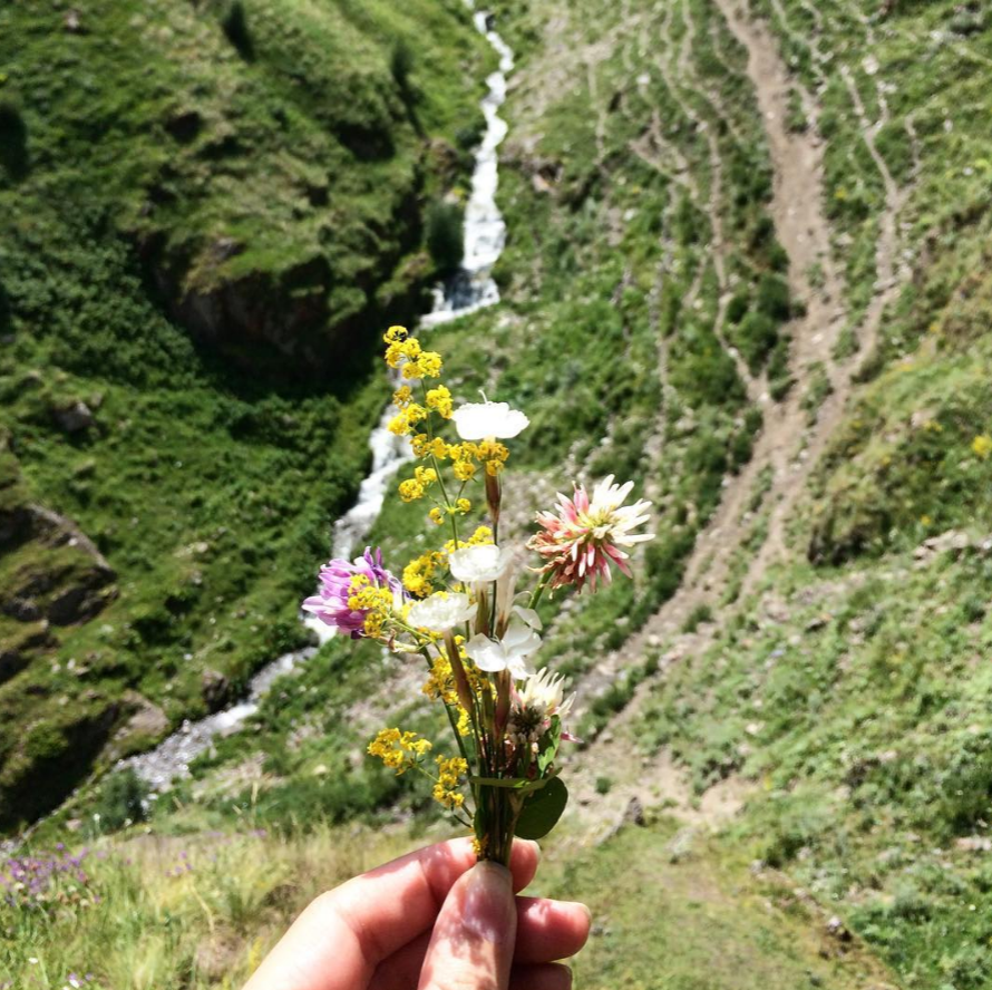 kazbegi_cvety